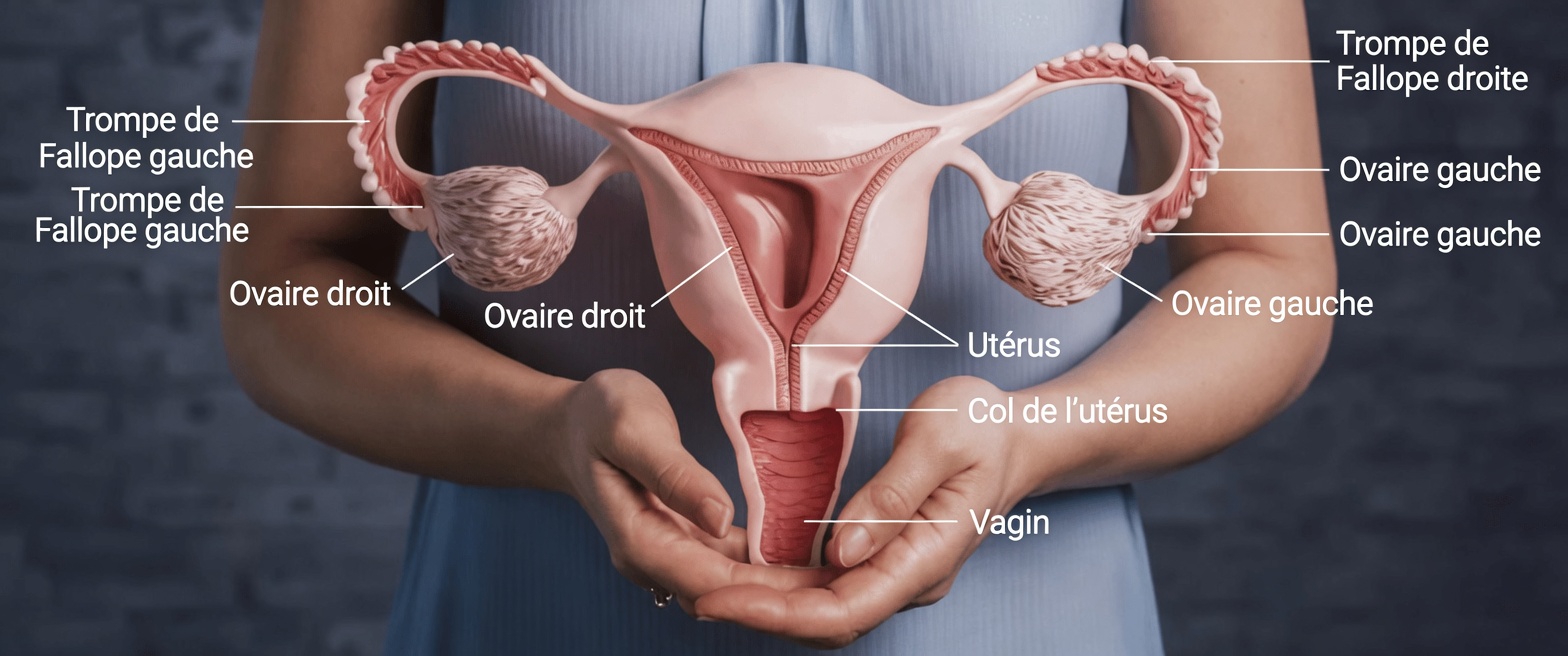 Ce que chaque femme devrait savoir sur l’endométriose : symptômes, causes et conseils pratiques de mode de vie pour des jours meilleurs