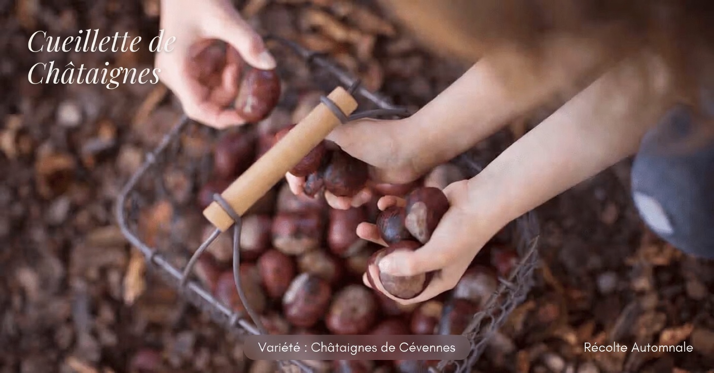 Découvrez les 5 herbes les plus populaires qui favorisent une bonne circulation sanguine dans les jambes et ce que vous devez savoir d’abord