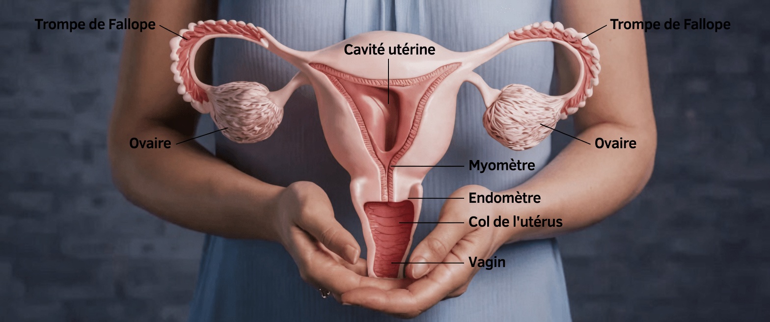 Ce que chaque femme devrait savoir sur l’endométriose : symptômes, causes et conseils pratiques de mode de vie pour des jours meilleurs