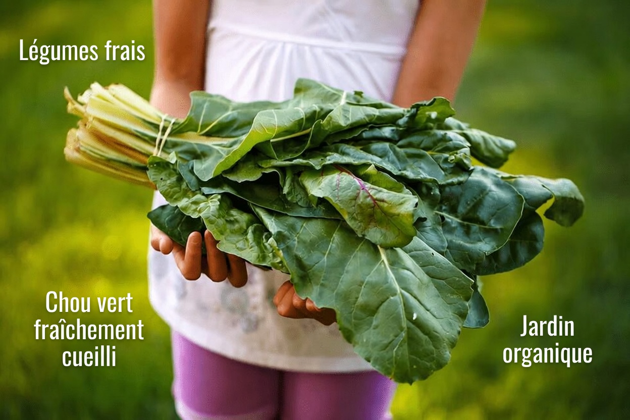 Quels sont les meilleurs aliments naturels à manger chaque jour après 50 ans pour avoir plus d’énergie et de vitalité ?