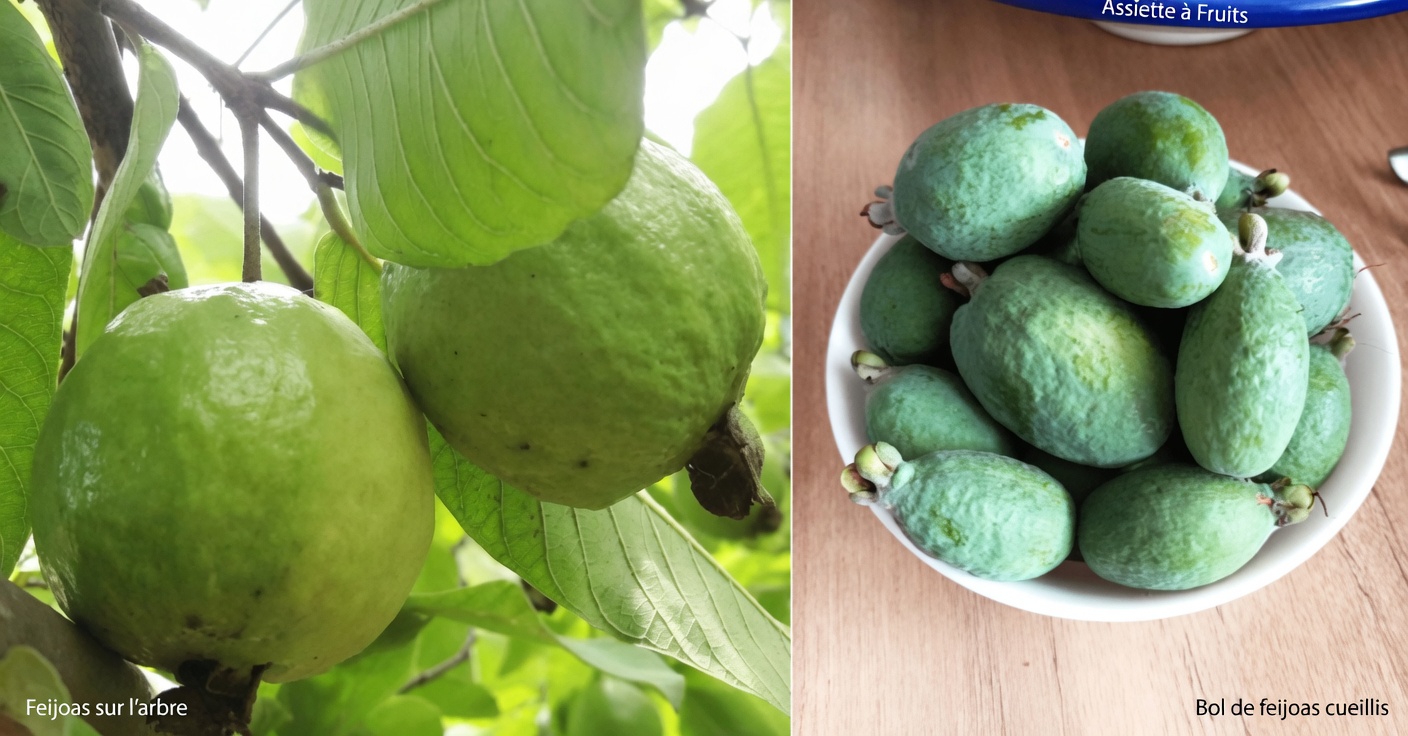 Comment savourer la goyave chaque jour pour soutenir naturellement la santé de vos yeux : conseils simples et recettes