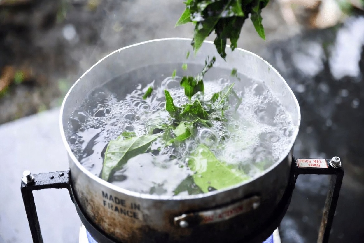 Découvrez comment préparer du thé de feuilles de papaye à la maison : des conseils simples pour votre routine bien-être quotidienne