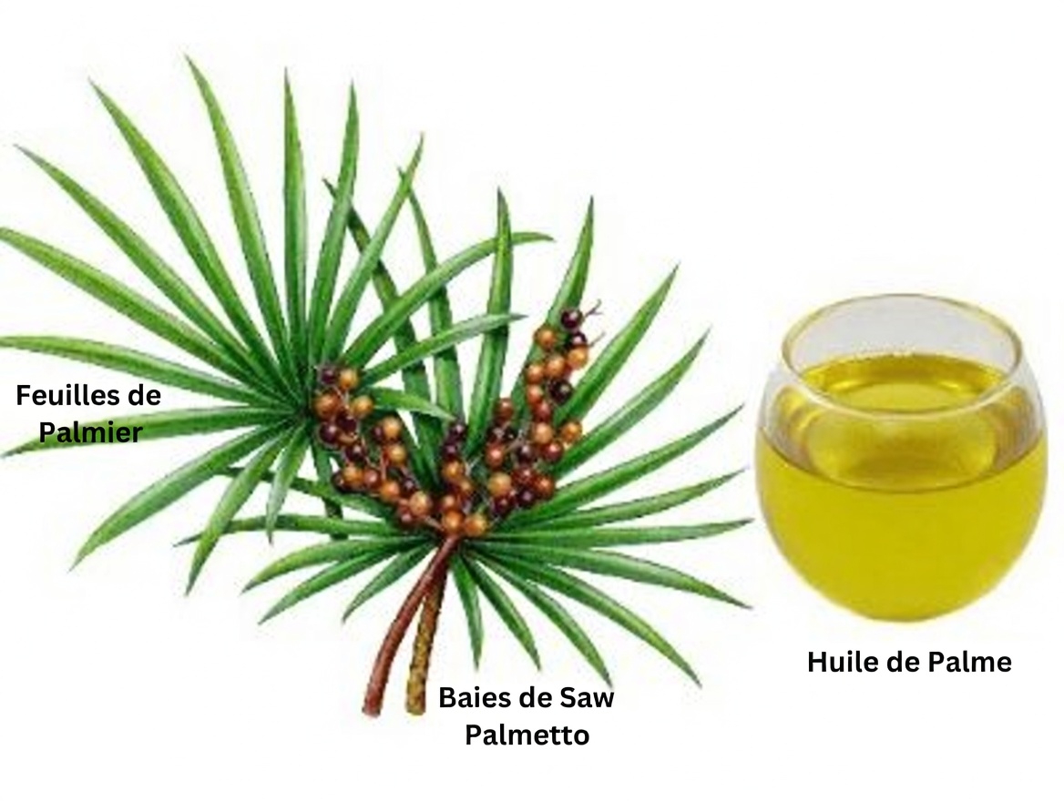 Ce que vous devez savoir sur une plante que beaucoup d’hommes envisagent pour soutenir la santé de la prostate