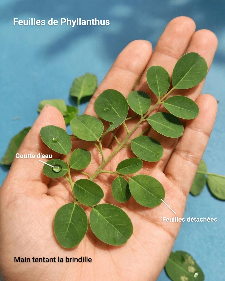 12 bienfaits surprenants des graines de moringa et des habitudes simples pour les intégrer à votre routine quotidienne de bien-être
