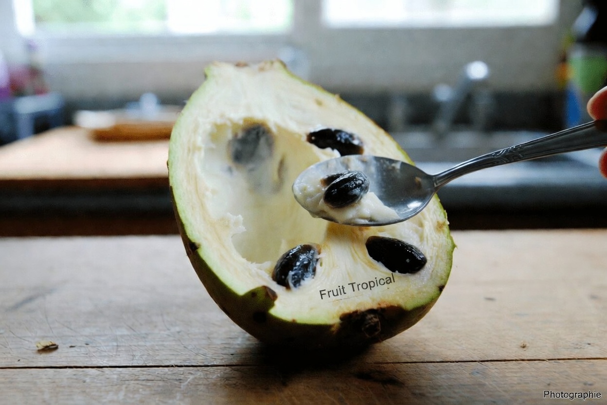 La chérimole pour les seniors : 10 conseils pratiques pour intégrer ce fruit tropical riche en antioxydants à votre routine quotidienne