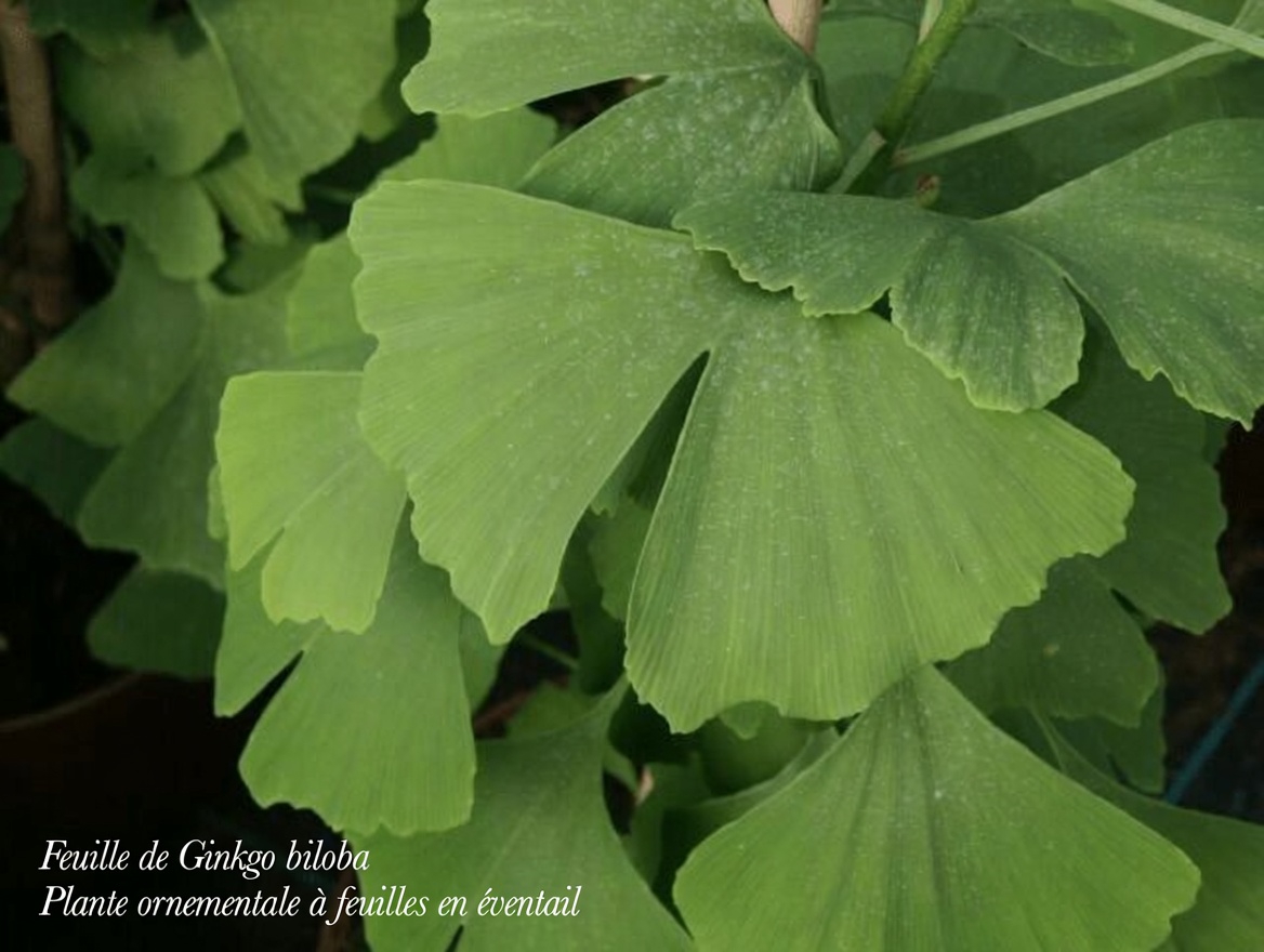 Découverte des 10 meilleures herbes naturelles pour favoriser une circulation sanguine optimale dans vos jambes