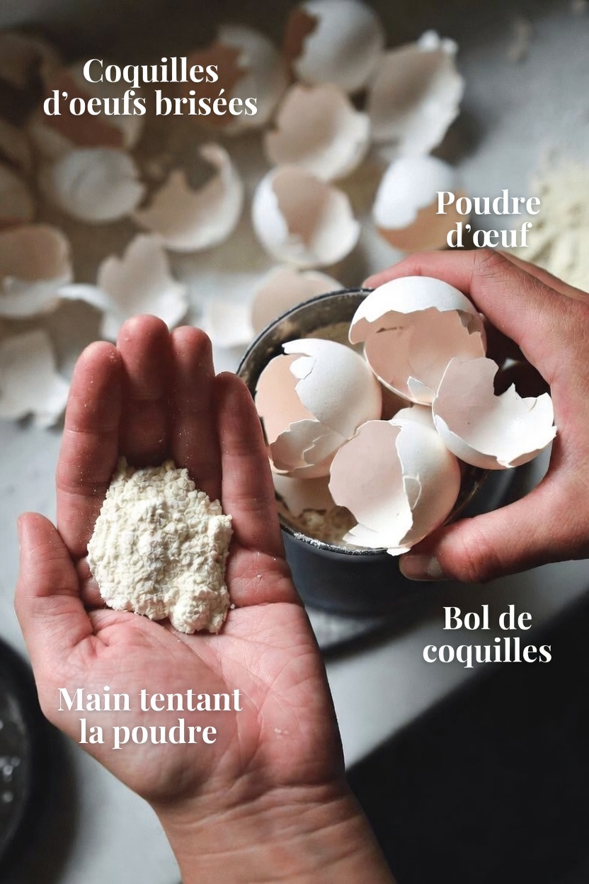 Ne jetez plus jamais les coquilles d’œufs après avoir lu ceci – vous ne croirez pas à quel point elles sont utiles !