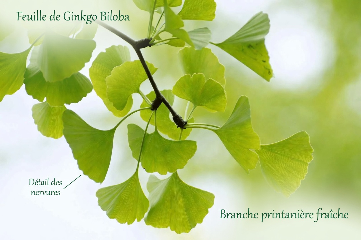 Les 6 plantes puissantes qui peuvent aider à favoriser une bonne circulation et à réduire naturellement le risque de caillots sanguins