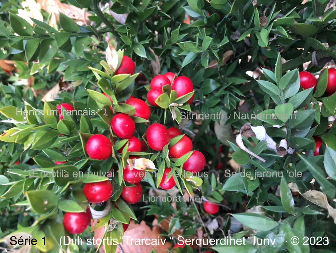 Les 5 plantes les plus populaires pour la circulation des jambes (et ce qu’il faut savoir d’abord)