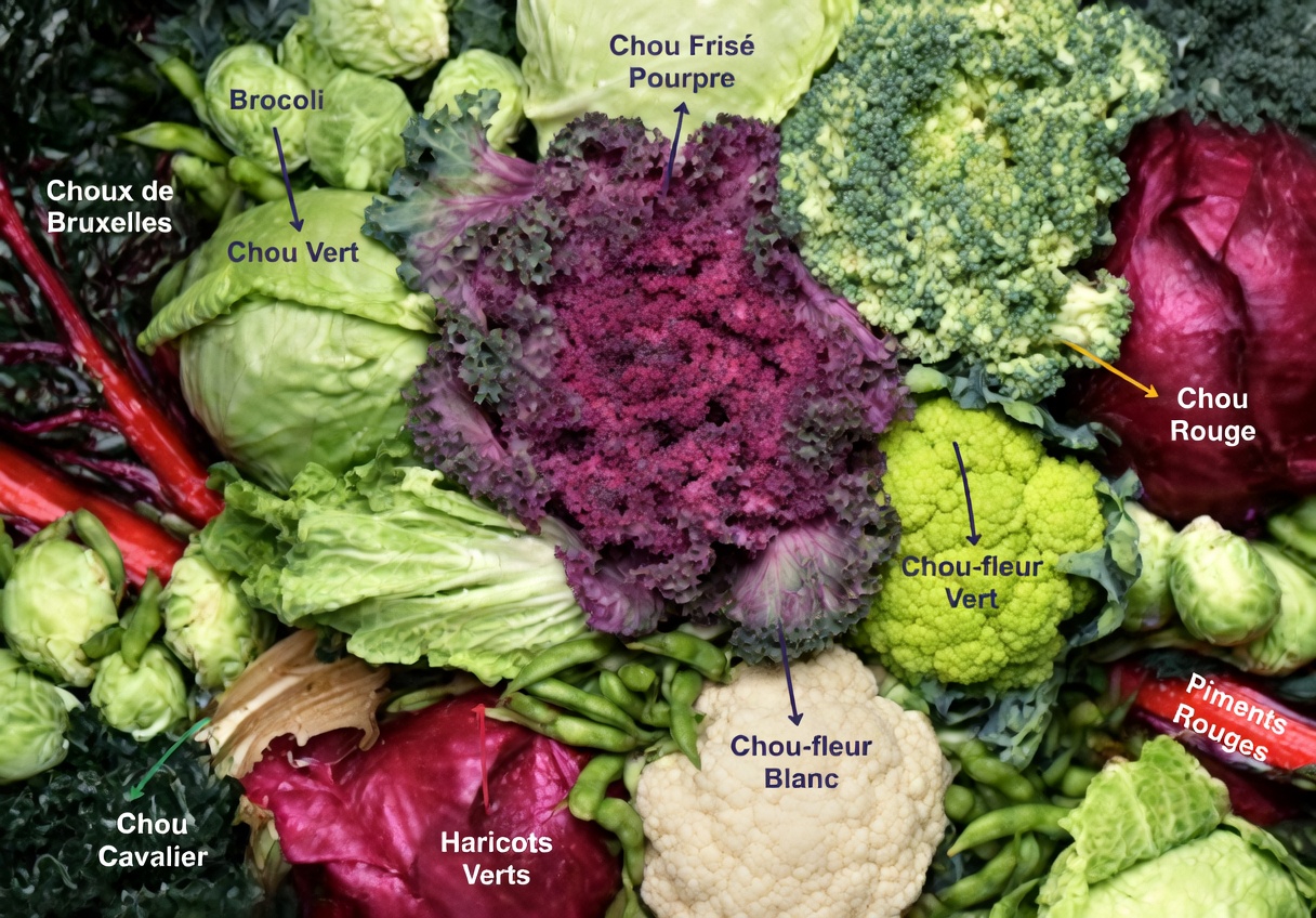 8 aliments riches en nutriments que vous devriez commencer à inclure dans votre alimentation pour une meilleure santé et un meilleur bien-être