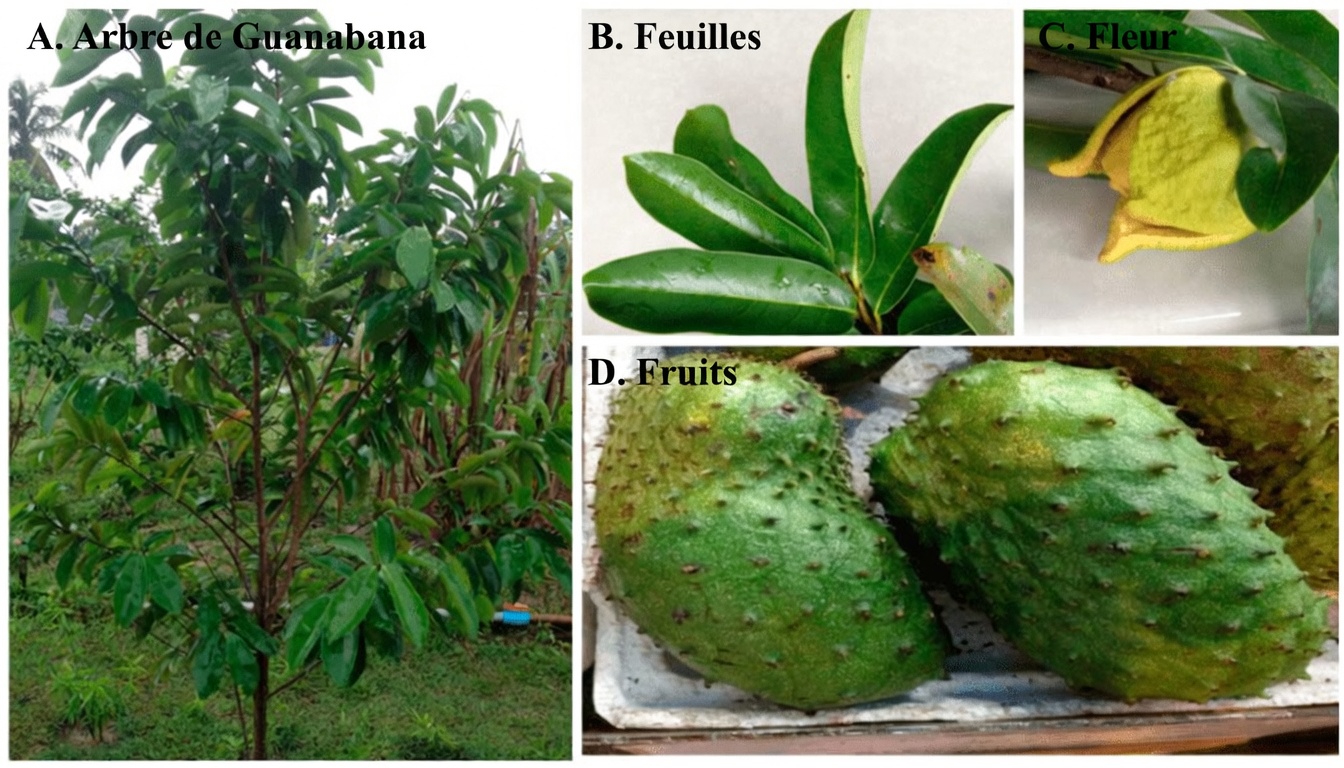 Arrêtez de compter uniquement sur les pilules : découvrez la feuille naturelle qui pourrait stimuler votre énergie, faciliter la digestion et favoriser la relaxation