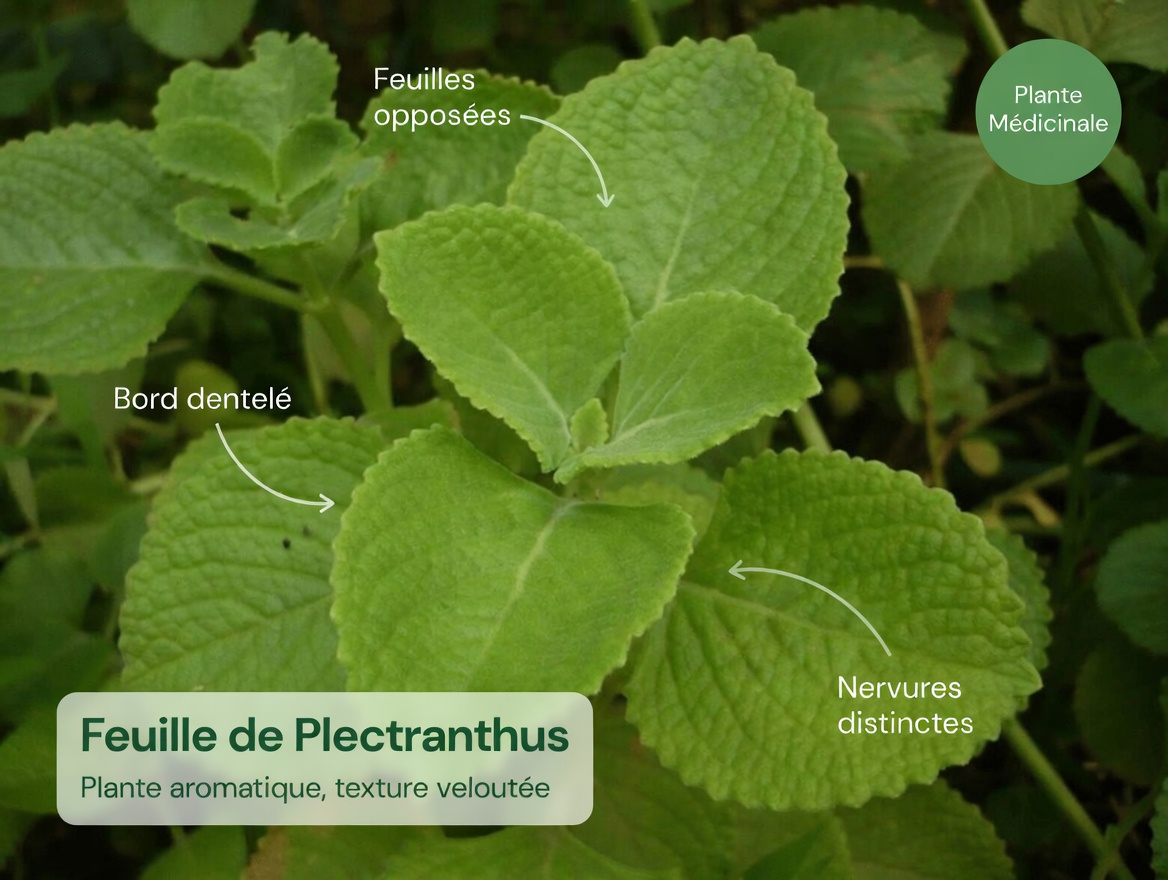 Le pouvoir de l’Orégano Orejón : une herbe traditionnelle qui pourrait favoriser la santé des reins, la vision et le bien-être général