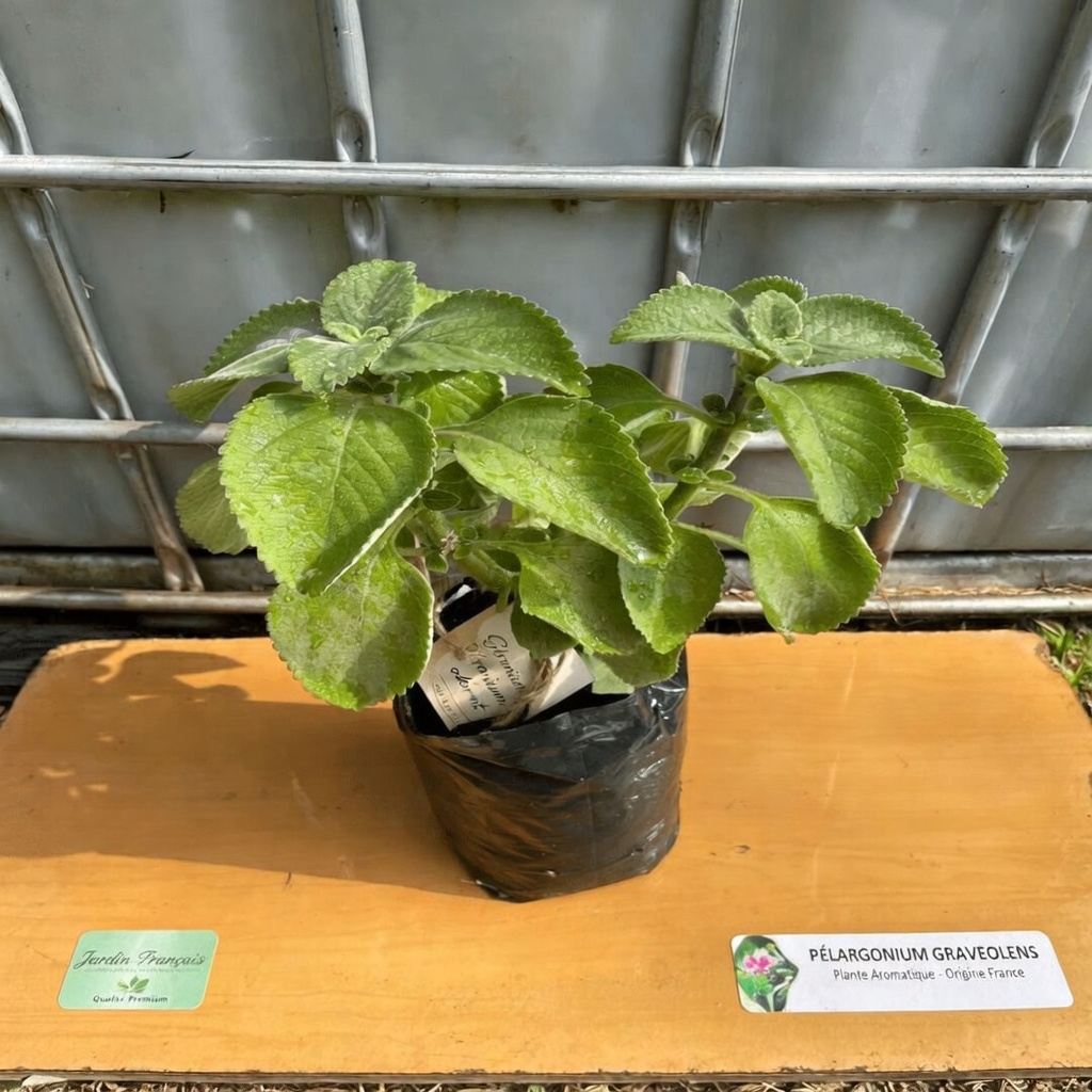 Le pouvoir de l’Orégano Orejón : une herbe traditionnelle qui pourrait favoriser la santé des reins, la vision et le bien-être général