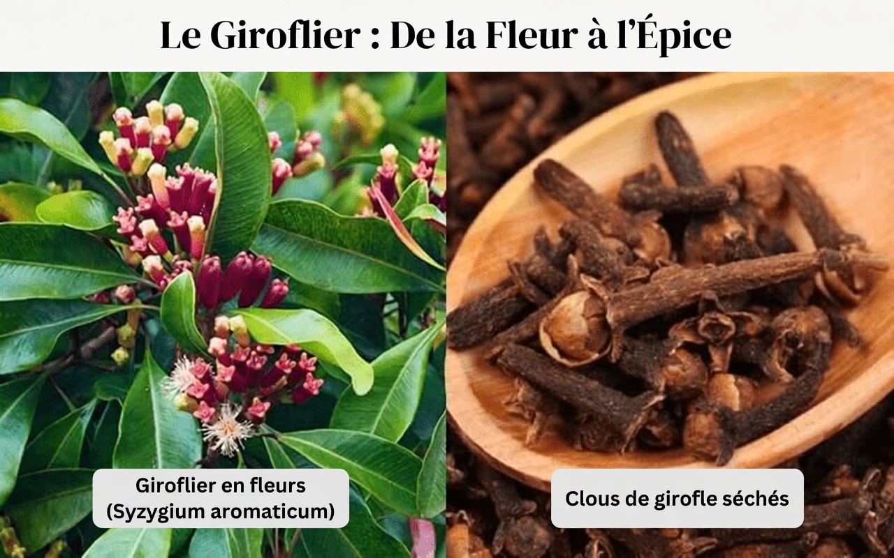 Ce qui arrive à votre corps lorsque vous mangez 2 gousses d’ail chaque jour pendant 7 jours