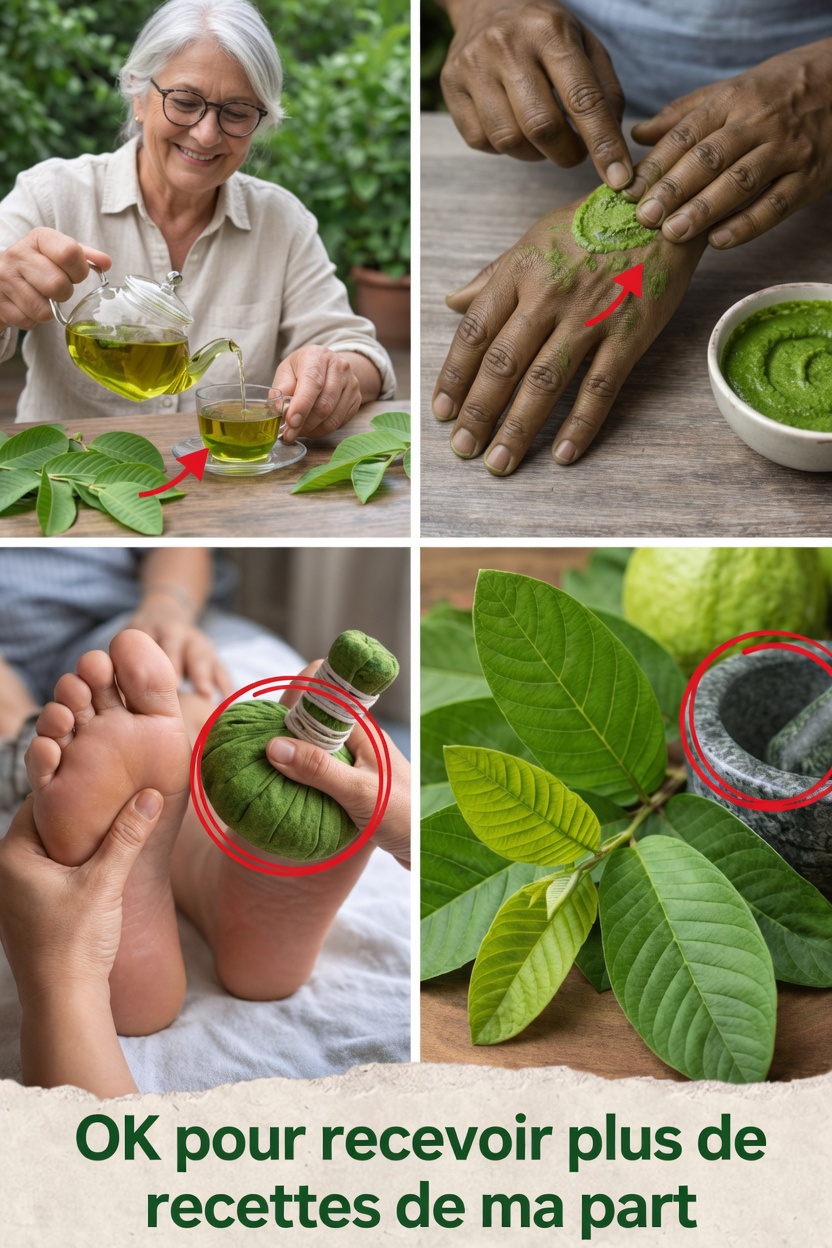 Découvrez comment les feuilles de goyavier peuvent favoriser le confort articulaire, la santé osseuse et aider à réduire naturellement le gonflement des jambes