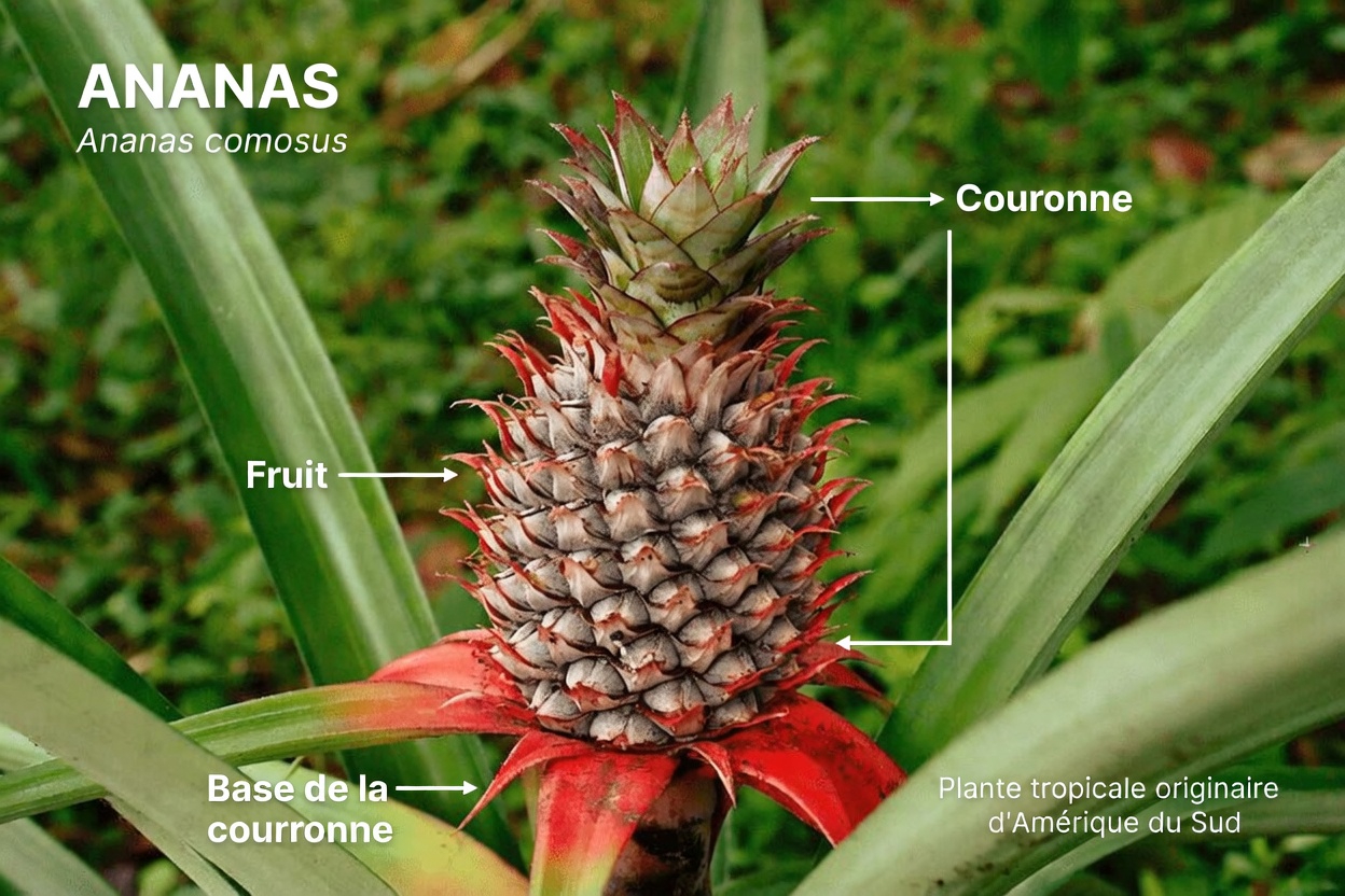 Comment l’ajout d’ananas à vos repas peut favoriser la digestion des protéines chez les personnes de plus de 75 ans : 7 habitudes utiles