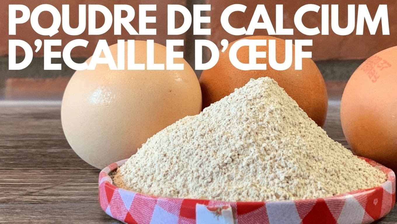 Comment fabriquer de la poudre de coquilles d’œufs maison : recette simple pour un apport naturel en colligène et en calcium
