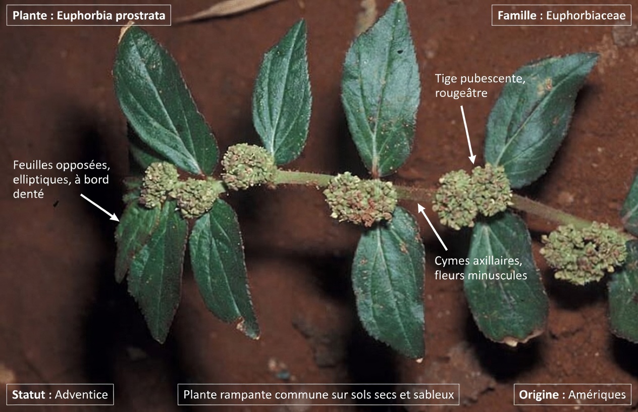 Explorer l’Euphorbia hirta pour la santé oculaire : ce que révèlent les usages traditionnels, les résultats de laboratoire et les conseils de sécurité indispensables