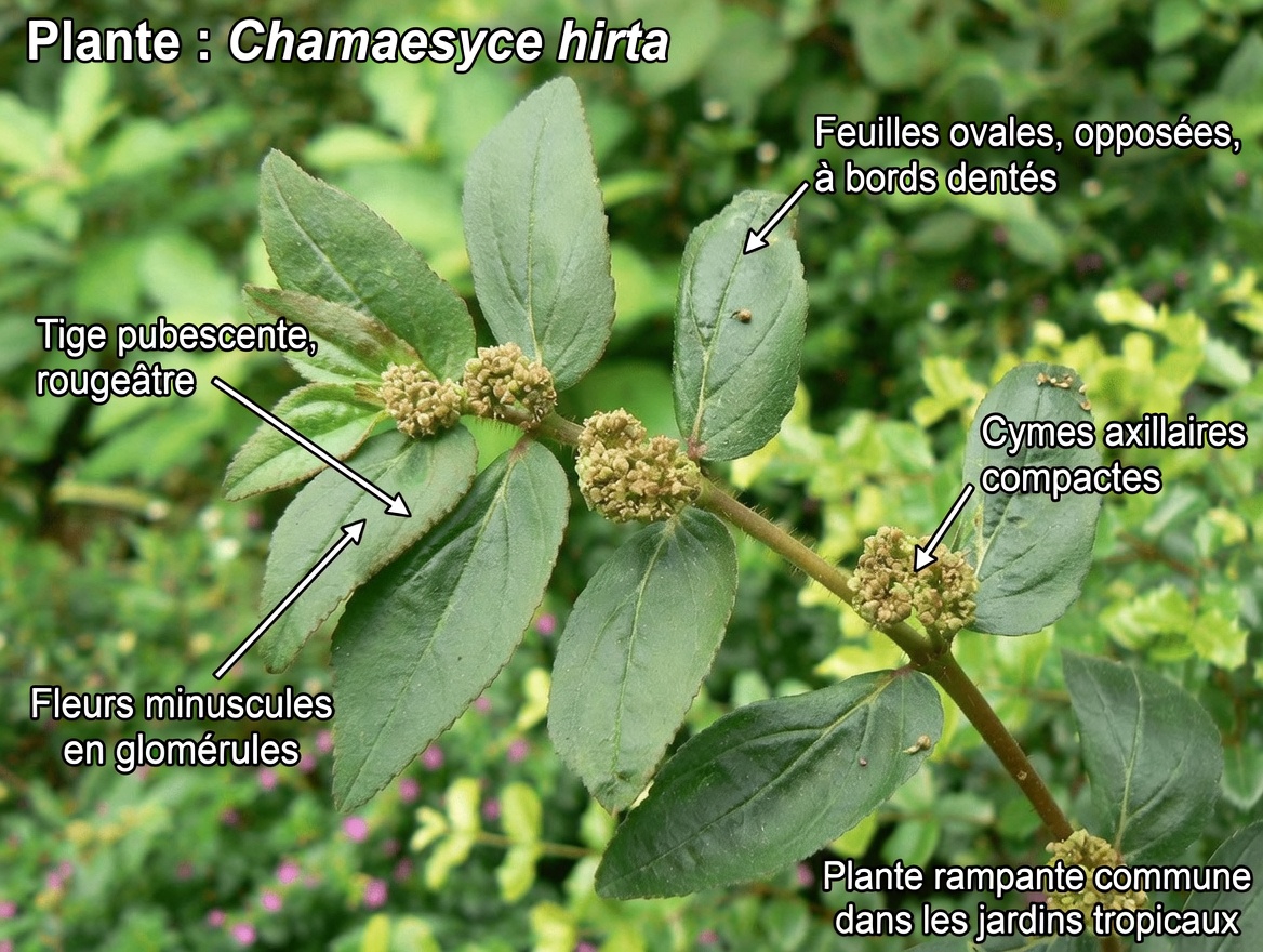 Explorer l’Euphorbia hirta pour la santé oculaire : ce que révèlent les usages traditionnels, les résultats de laboratoire et les conseils de sécurité indispensables