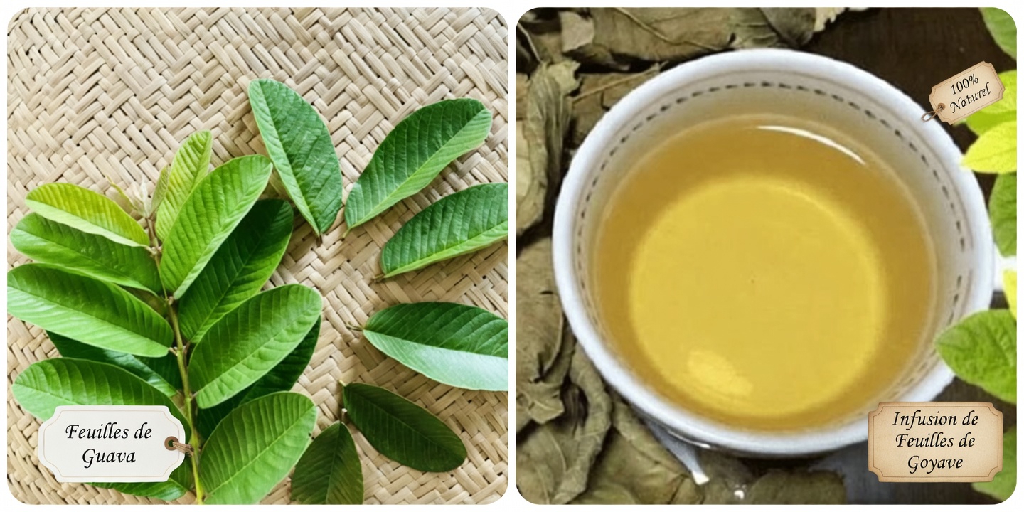Thé de feuilles de goyavier : exploration des usages traditionnels et de ce que la recherche dit sur son potentiel pour le bien-être