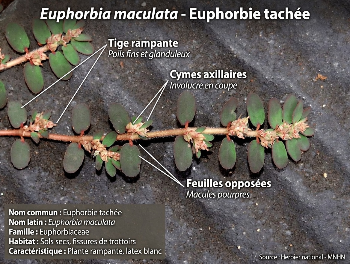 Découvrez comment l’Euphorbia thymifolia a été utilisée dans les pratiques traditionnelles : un guide complet sur cette plante méconnue