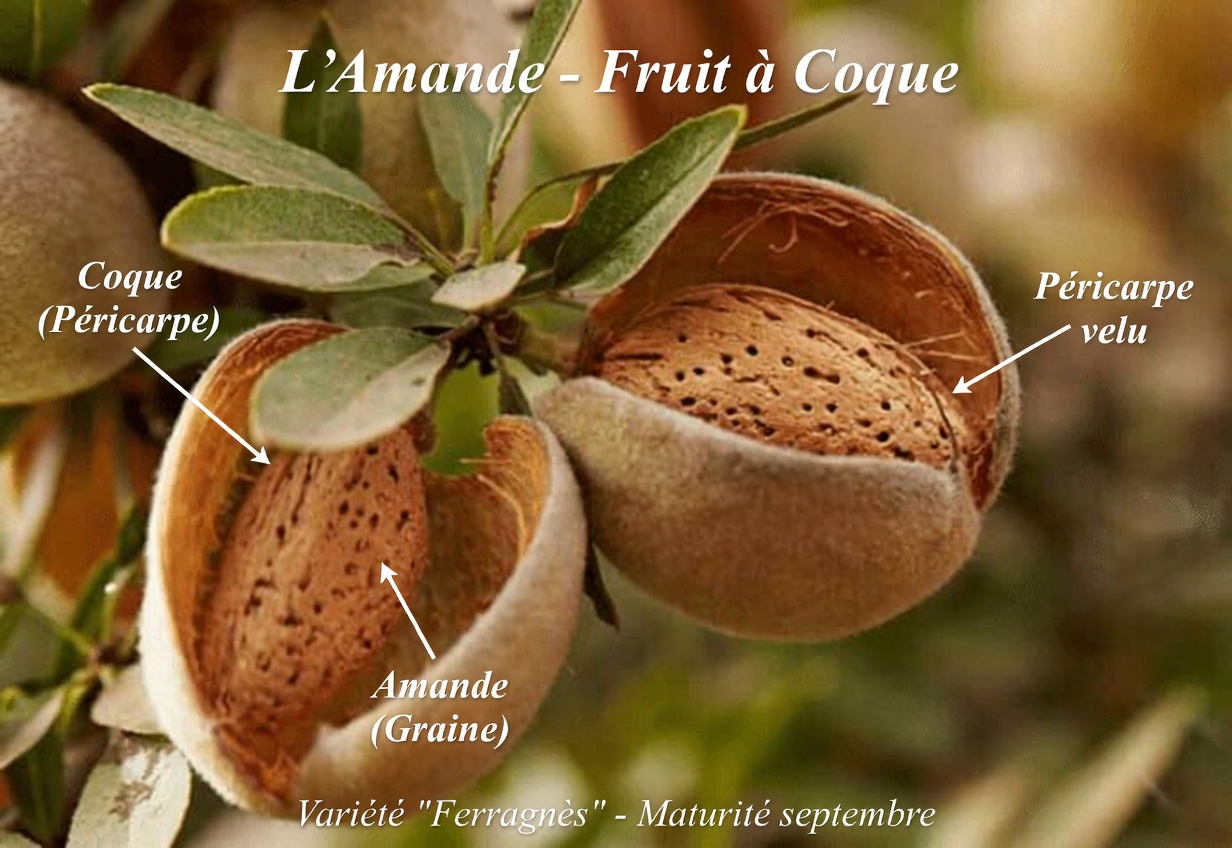 Créatinine trop élevée ? Évitez ces 3 noix et mangez plutôt ceci