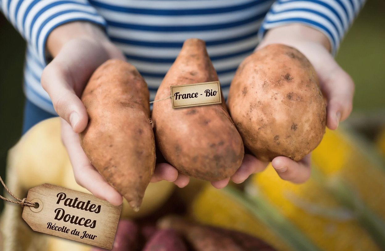 Patates douces après 50 ans : ce que dit la science sur leur rôle dans le soutien du bien-être des personnes âgées