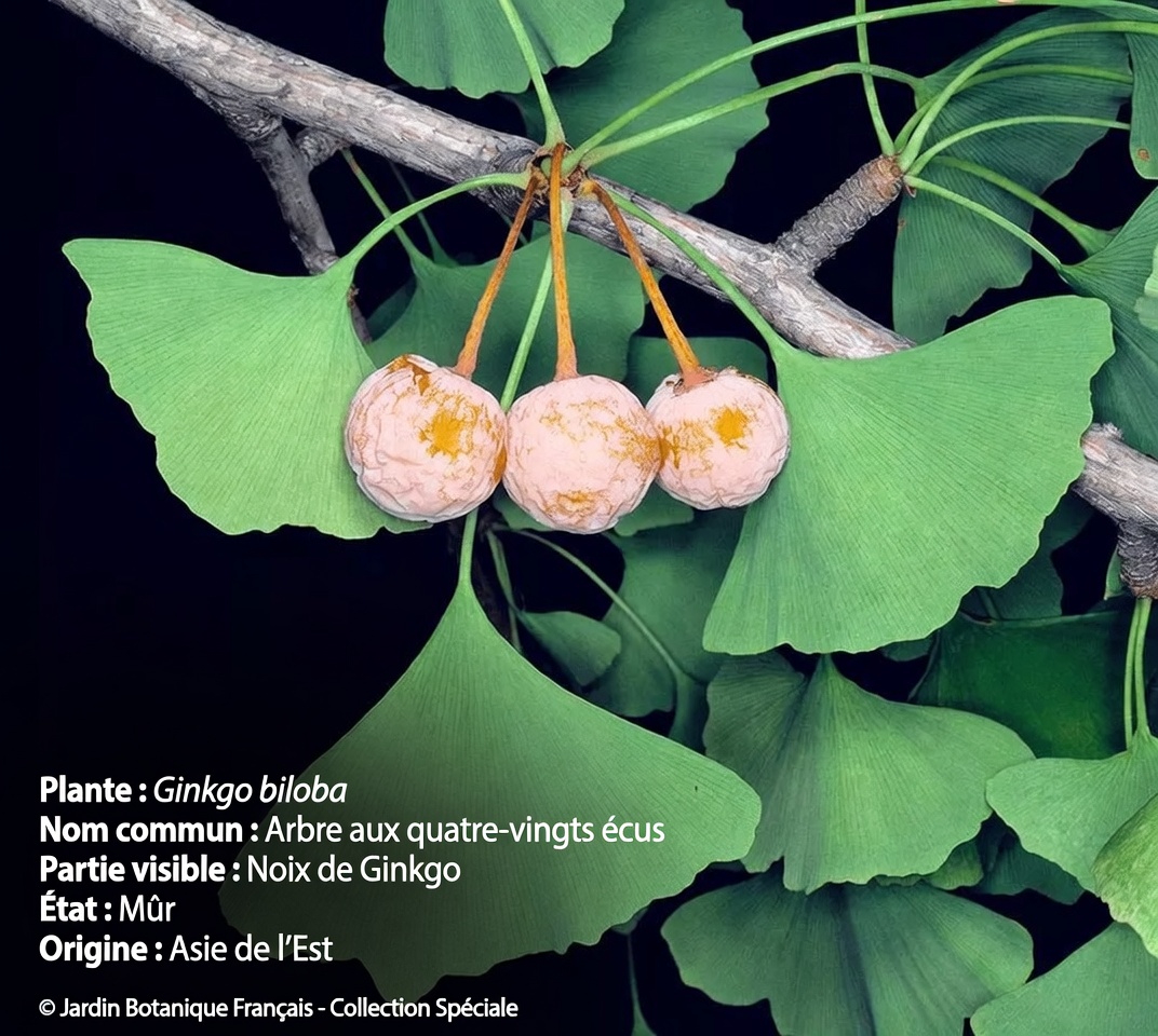 Découvrez les meilleures herbes naturelles pour favoriser une circulation sanguine saine et potentiellement prévenir les caillots dans vos jambes