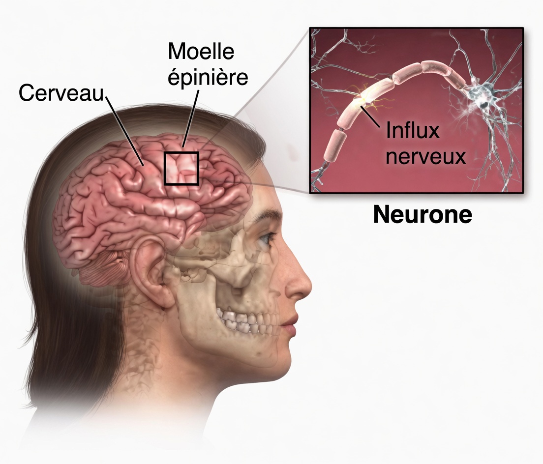 Découvrez ces 10 signes avant-coureurs associés aux tumeurs cérébrales et quand consulter un professionnel