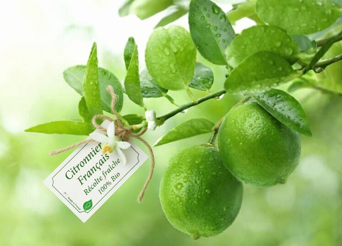 Comment préparer une recette simple de jus naturel avec de la courge amère, du concombre, du citron vert et des clous de girofle