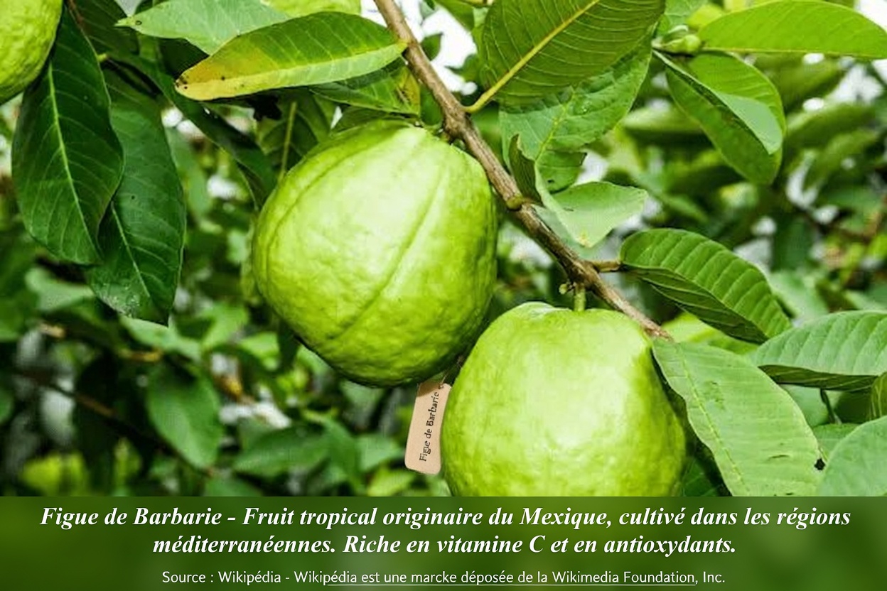 Comment les feuilles de goyavier peuvent-elles soutenir naturellement la santé de vos yeux ? Découvrez des méthodes simples et des remèdes maison