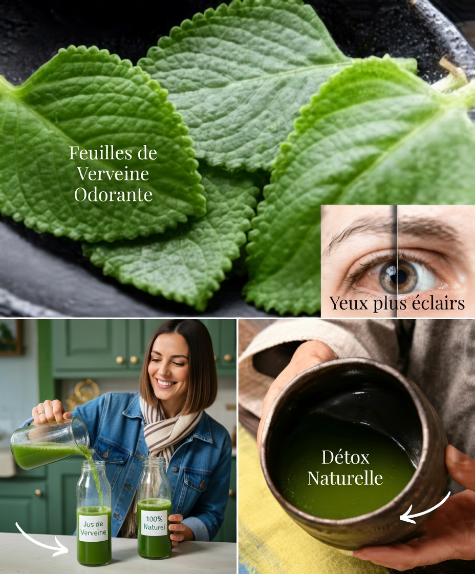 Orégano Orejón : l’herbe méconnue qui pourrait naturellement protéger votre vue