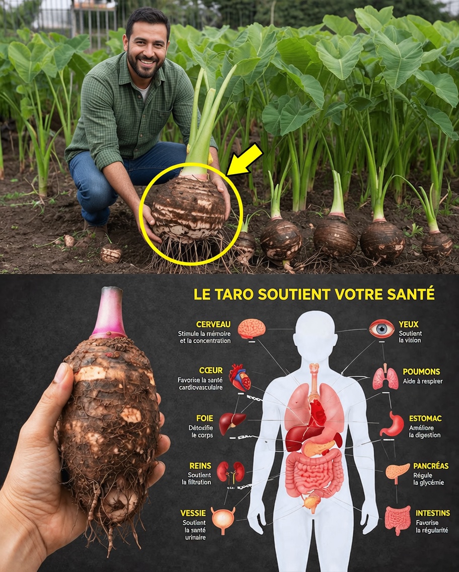 Taro : le superaliment sous-estimé qui pourrait transformer votre énergie, votre digestion et votre bien-être général