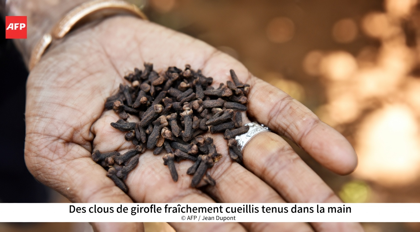 La vérité sur le fait de mâcher des clous de girofle : 8 erreurs courantes qui pourraient nuire à votre santé
