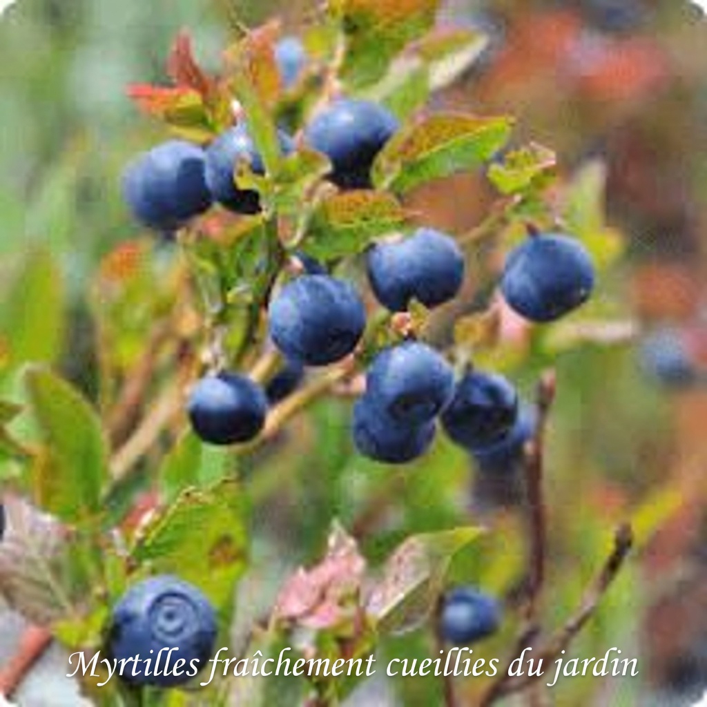 Évitez ces 8 erreurs avec les myrtilles que les seniors de plus de 60 ans devraient connaître (des médecins partagent des conseils simples pour les savourer en toute sécurité)