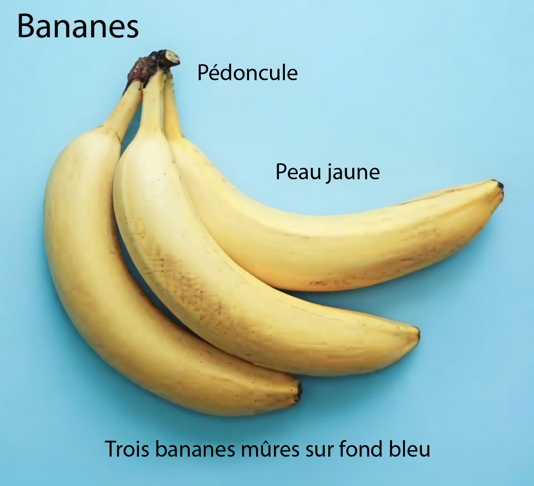 8 erreurs graves que vous commettez en mangeant des bananes – arrêtez-les maintenant pour booster votre énergie et votre digestion