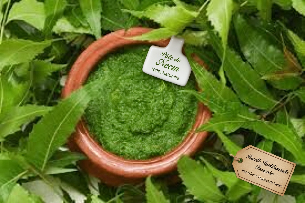 Feuilles de neem pour une meilleure santé : bienfaits, utilisations pratiques et façons sûres de les intégrer naturellement