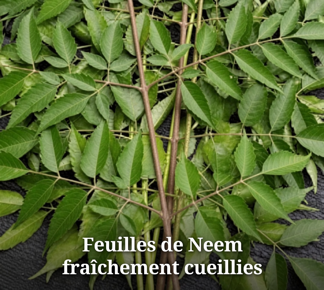 Feuilles de neem pour une meilleure santé : bienfaits, utilisations pratiques et façons sûres de les intégrer naturellement