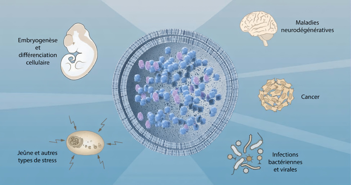 Des médecins japonais ayant vécu au-delà de 100 ans viennent de révéler : faites cette seule chose simple pendant vos repas et vos cellules resteront jeunes pour toujours