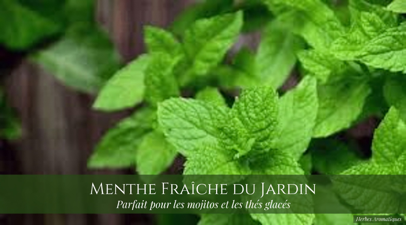 Jambes lourdes et mauvaise circulation ? Découvrez des plantes qui pourraient soutenir votre bien-être vasculaire