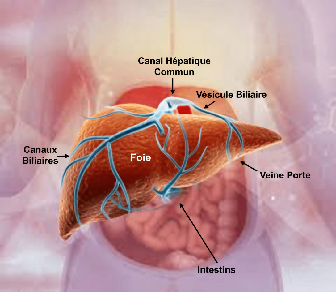 12 signes d’alerte inhabituels indiquant que votre foie pourrait être en difficulté (et pourquoi vous ne devriez pas les ignorer)