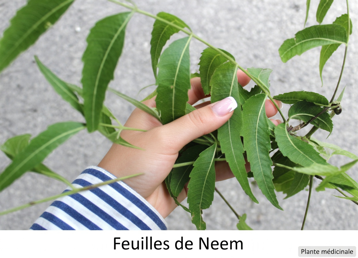 La feuille amère qui rend discrètement les piluliers obsolètes pour les seniors de plus de 60 ans