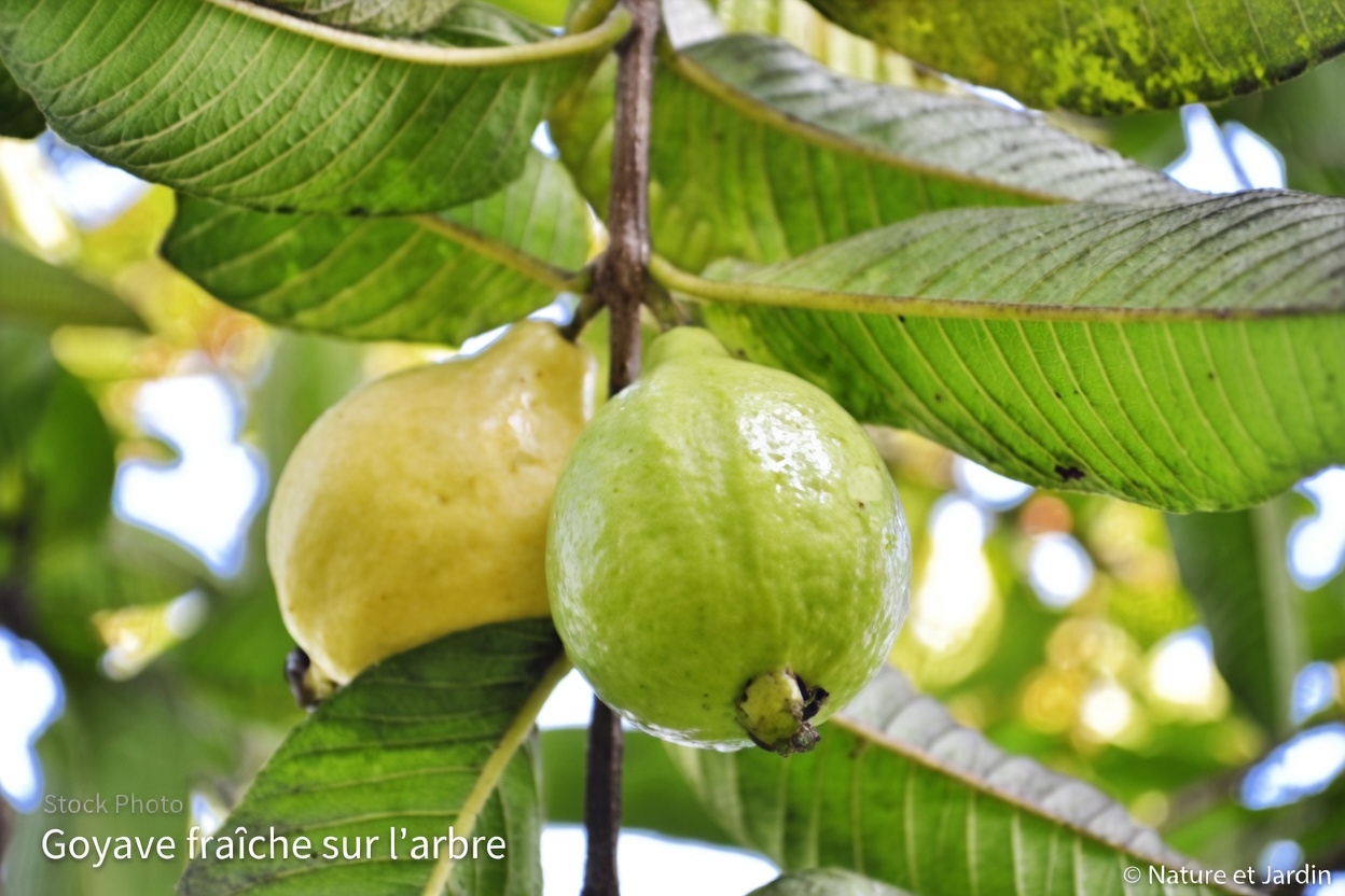 Découvrez le potentiel de la goyave pour la santé oculaire : des moyens naturels de soutenir votre vision