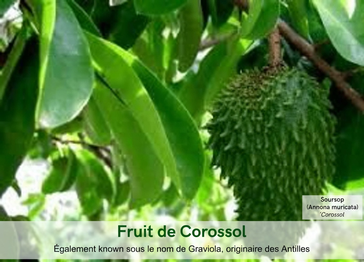 La feuille dont tout le monde parle : exploration des feuilles de corossol et de leur rôle potentiel dans le bien-être