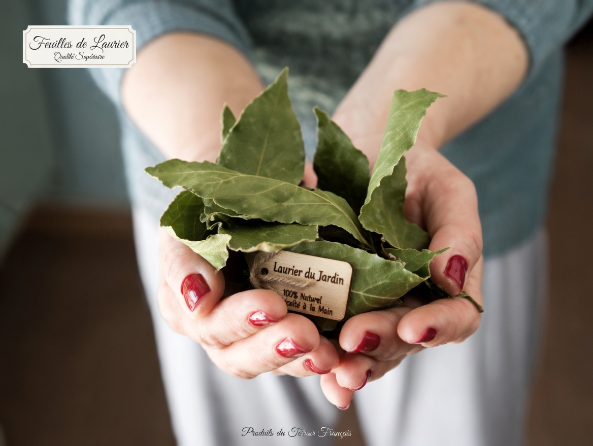 Feuille de laurier contre les rides : réalité ou fiction – Explorer des moyens naturels de favoriser une apparence de peau jeune