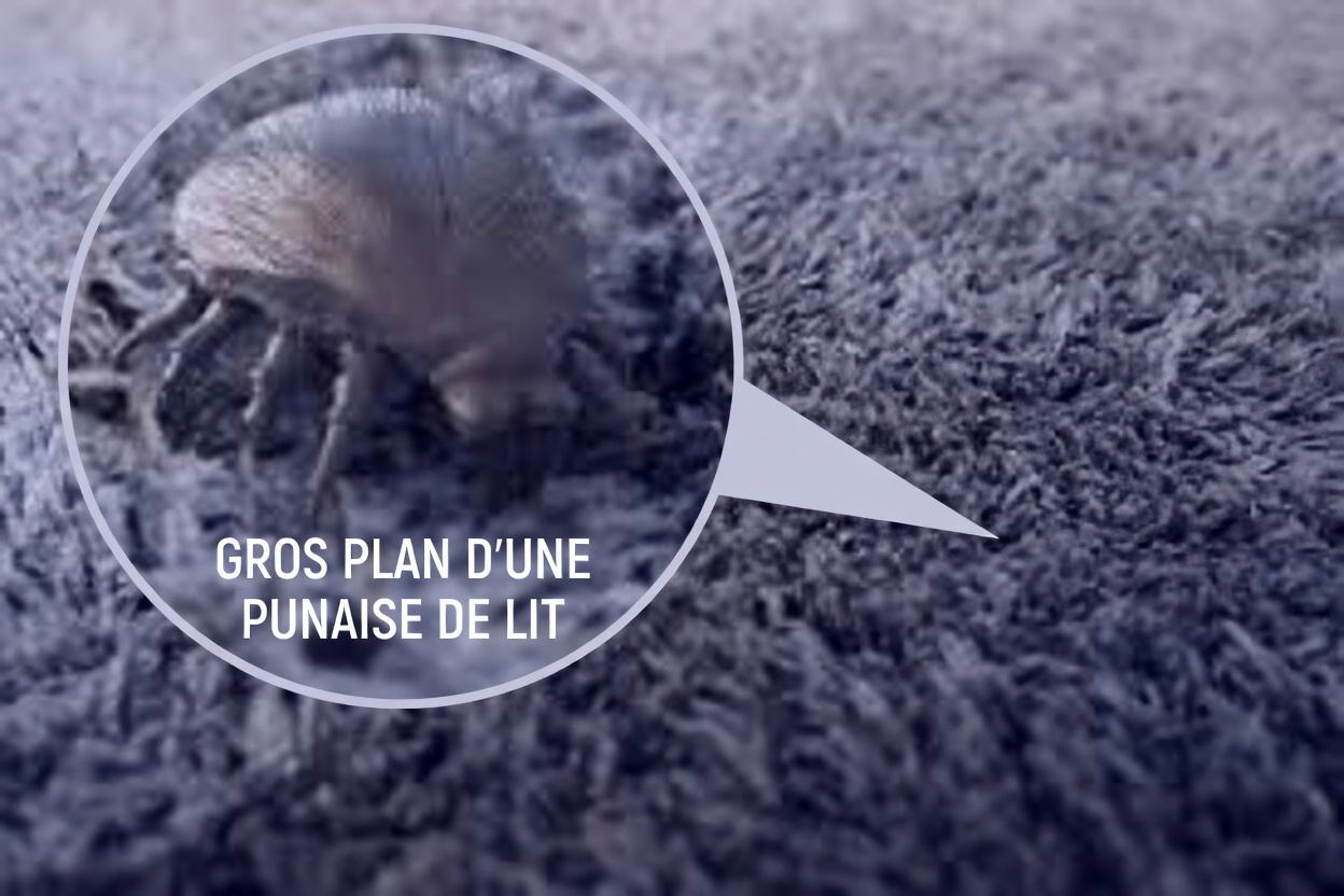 Comment se débarrasser des acariens dans votre lit
