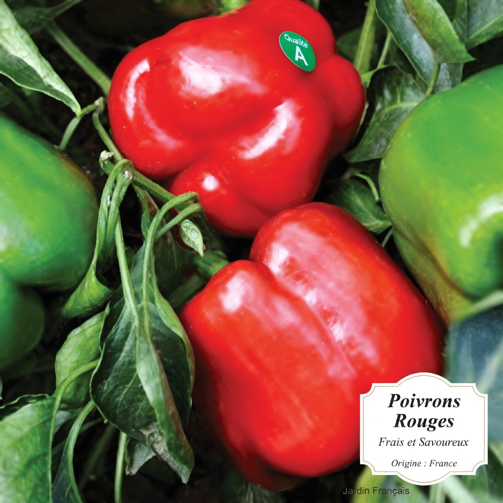 8 superaliments naturels que vos reins vous remercieront de consommer : des aliments du quotidien pour soutenir naturellement votre bien-être