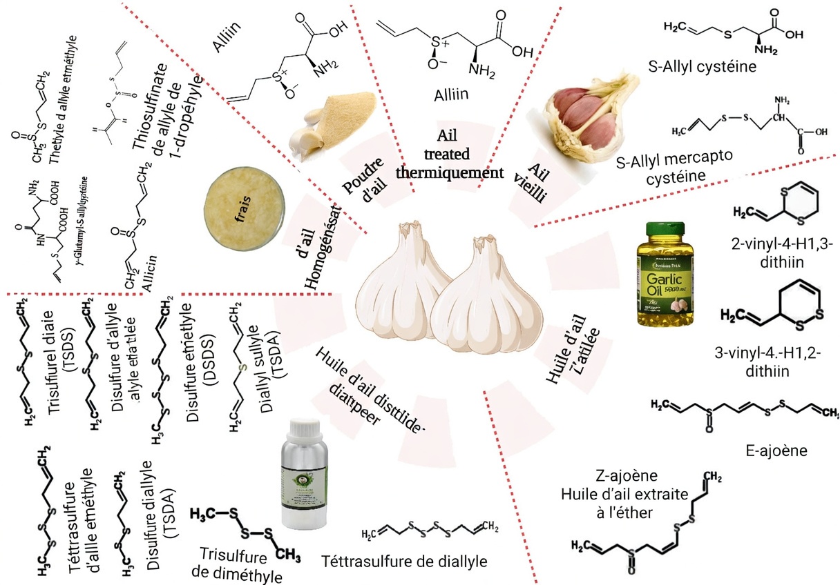 Préoccupé par une créatinine élevée ? 5 aliments bénéfiques pour les reins qui peuvent aider à maintenir des taux de créatinine sains et une bonne fonction rénale