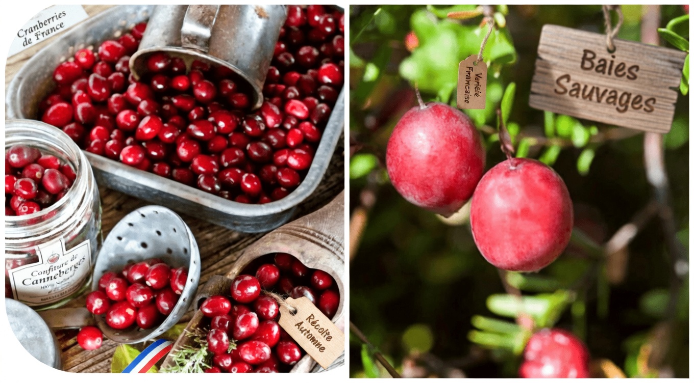 Taux de créatinine élevés ? 3 fruits à consommer sans risque et 3 à limiter pour soutenir la santé des reins