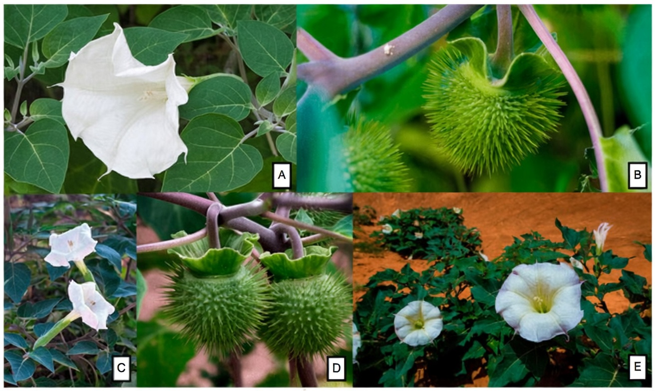 Le genre Datura : 12 raisons glaçantes pour lesquelles cette « trompette des anges » est à un doigt du désastre